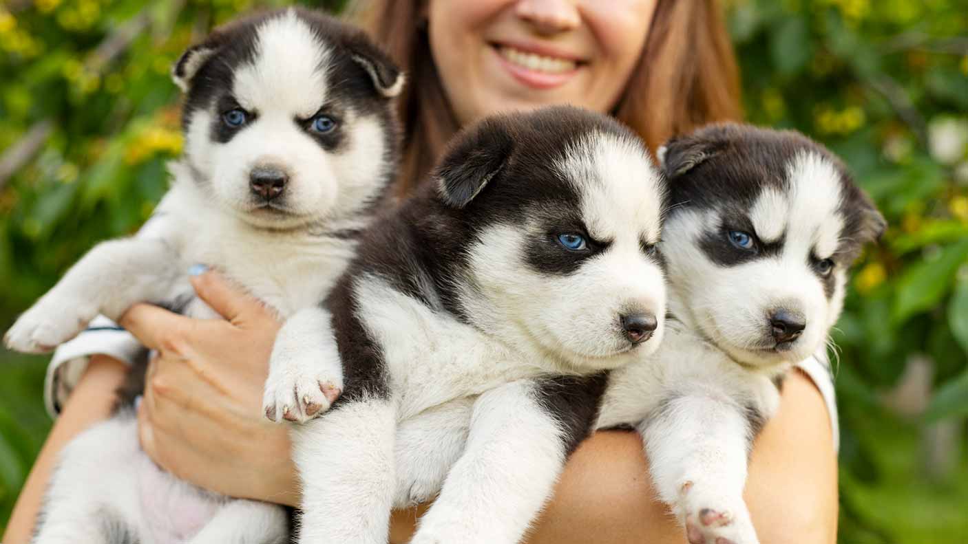 A woman holding 3 puppies